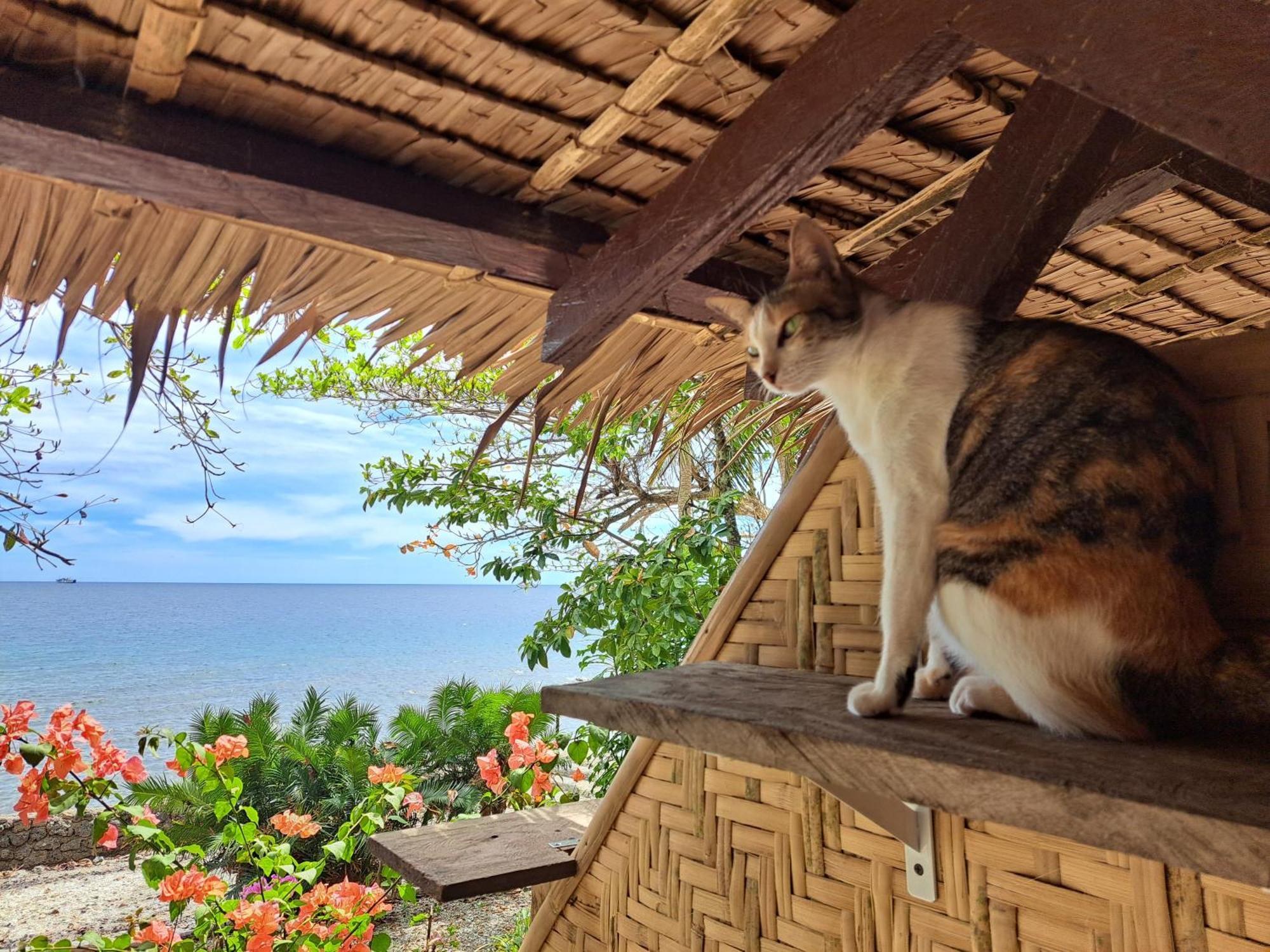 Paseo Del Mar Seaside Inn Jagna Kültér fotó