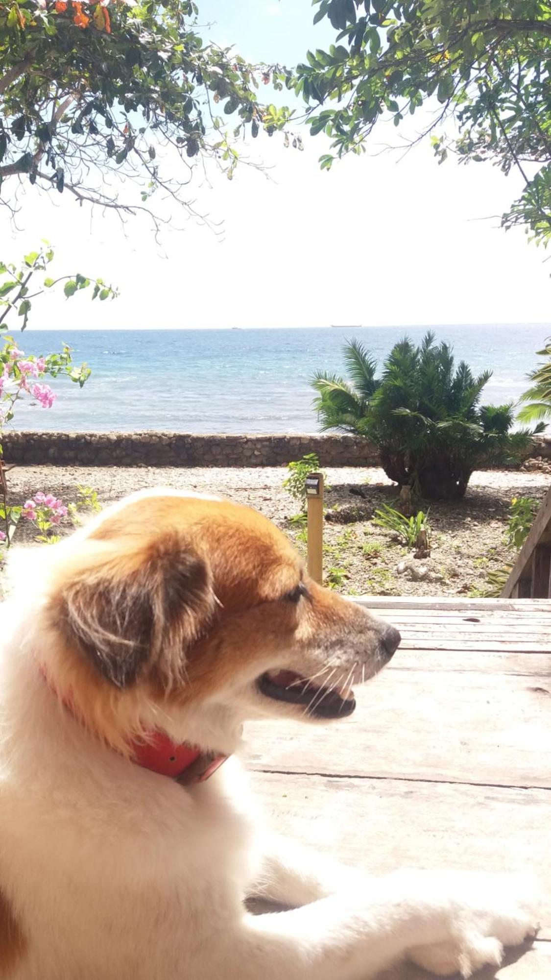 Paseo Del Mar Seaside Inn Jagna Kültér fotó